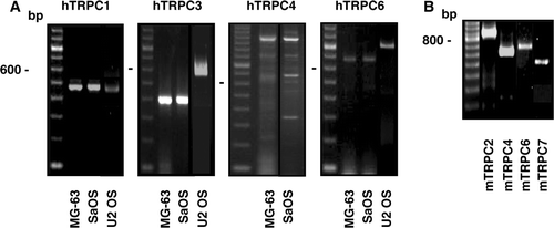 Figure 1.  Gene expression of the TRPC channels in osteoblast-like cells. Complementary DNA synthesised with total RNA isolated from human (A) or murine (B) cells was used for PCR amplifications using specific primers for each human TRPC (hTRPC) and murine TRPC (mTRPC) channels. Representative data are shown from RNA isolations of at least three independent cultures. Left lane: 100 bp ladder.
