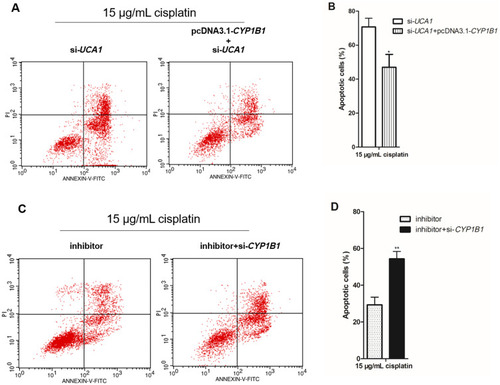 Figure 7 CYP1B1 reverses the regulation of cisplatin induced apoptosis by UCA1 or miR-513a-3p in human gastric cancer cells. (A–B) CYP1B1 overexpression decreased cisplatin induced apoptosis in UCA1 knockdown NCI-N87 cells using detection of flow cytometer (A), and apoptotic cells were statistically compared (B); (C and D) CYP1B1 knockdown increased cisplatin induced apoptosis in miR-513a-3p knockdown NCI-N87 cells using detection of flow cytometer (C), and apoptotic cells were statistically compared (D). Each experiment was repeated three times independently. The rate of apoptosis cells was shown as mean ±SD, *p<0.001 vs si-UCA1 group, **p<0.001 vs inhibitor group, and the p-value was calculated by Student’s t-test.
