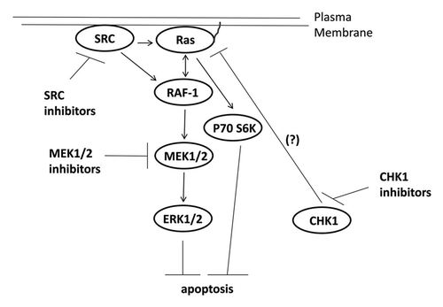 Figure 6. Possible signaling pathways by which CHK1 inhibitors activate ERK, and mechanisms by which MEK1/2 and SRC inhibitors potentiate CHK1 inhibitor lethality. CHK1 inhibitors through mechanisms not fully understood causes activation of the ERK1/2 pathway downstream of RAS. SRC kinases can increase ERK1/2 activity both by promoting RAS activation and also downstream of RAS at the level of RAF-1 tyrosine phosphorylation. Inhibition of either MEK1/2 disrupts this activation of ERK1/2 leading to tumor cell death.