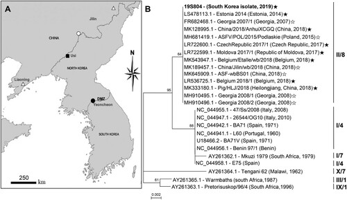 Figure 1. Map indicating the location and phylogenetic analysis of the causative virus strain (isolate 19S804) of an African swine fever virus outbreak in South Korea. (A) African swine fever outbreaks in South Korea in the wild boar (●), North Korea in the backyard pig (▪), China in the domestic pig (△) and China in the wild boar (○). (B) Comparison of partial fragments of the South Korean ASFV isolate 19S804 with those of other ASFV isolates. Roman numbers to the left indicate p72 genotypes. Numbers to the right indicate the CD2v serogroup. The black star at the end of the gene number indicates IGR II; white star, IGR I variant. GenBank accession numbers are provided for all sequences.