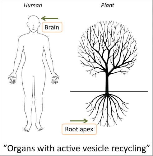 Figure 2. Both in animals and plants, organs with the highest activities of endocytic vesicle recycling and electric activities are implied in loss of consciousness (motility, sensitivity, and behavior).