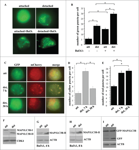 Figure 1. Detachment from the ECM triggers autophagosome formation in intestinal epithelial cells. (A, B) Nonmalignant intestinal epithelial cells IEC-18 cells were transfected with the GFP-LC3B expression vector, cultured attached to or detached from the ECM for 24 h in the absence (−) or in the presence (+) of 50 nM bafilomycin A1 (BafA1) and green puncta per cell were counted. (A) Representative fluorescence microscopy images of the attached and detached cells. (B) Quantification of the number of green puncta per cell. The numbers represent the average of the number of puncta per cell observed for 30–40 cells plus the SE. This experiment was repeated 3 times with similar results. (C–E) IEC-18 cells were transduced with the mCherry-GFP-LC3-encoding virus, cultured attached to (att) or detached from (det) the ECM for the indicated times and green, red, or yellow puncta were counted. (C) Representative fluorescence microscopy images of the attached and detached cells. (D, E) Quantification of the number of yellow (D) and red (E) puncta per cell performed within the same experiment. The numbers represent the average of the number of puncta per cell observed for 30–40 cells plus the SE. This experiment was repeated twice with similar results. (F) IEC-18 cells were cultured attached (att) to or detached from (det) the ECM for 20 h and assayed for MAP1LC3B expression by western blot. Positions of MAP1LC3B-I and MAP1LC3B-II on the gel are indicated. (G, H) IEC-18 cells were cultured attached (att) to or detached from the ECM (det) for the indicated times and in the presence of 50 nM bafilomycin A1 (BafA1) and assayed for MAP1LC3B expression by western blot. (I) IEC-18 cells were transfected with the GFP-LC3 expression vector, cultured attached to or detached from the ECM for 24 h and assayed by western blot by using an anti-GFP antibody. Positions of GFP-LC3B and free GFP on the gel are indicated. CDK4 was used as a loading control in (F) and ACTB in (G–I). *, p < 0.05.