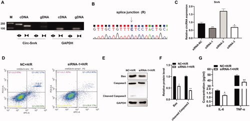 Figure 3. Inhibition of circ-Snrk inhibits apoptosis and secretion of inflammatory factors induced by H/R in NRK-52E cells. (A) Electrophoresis of RT-PCR products. Divergent primers detect circular RNAs in cDNA but not genomic DNA (gDNA). GAPDH was used as an internal reference. Lane M is the marker; lanes are PCR products. (B) Validation of circ-Snrk splicing junction site through Sanger sequencing. (C) The qRT-PCR analysis of three siRNAs’ knockdown efficiency of circ-Snrk in NRK-52E cells. (D) Apoptotic cells were measured by flow cytometry using an Annexin V-APC/7-AAD apoptosis kit. (E) Western blotting showed BAX and cleaved caspase3 protein levels reduced in the siRNA-1 + H/R group compared to the NC + H/R group. (G) An ELISA assay showed that knockdown of circ-Snrk could reduce the secretion of inflammatory factors IL-6 and TNF-α in the siRNA-1 + H/R group compared to the NC + H/R group. Data are given as mean ± SD (n = 3; t-test). *P < 0.05, **P < 0.01.