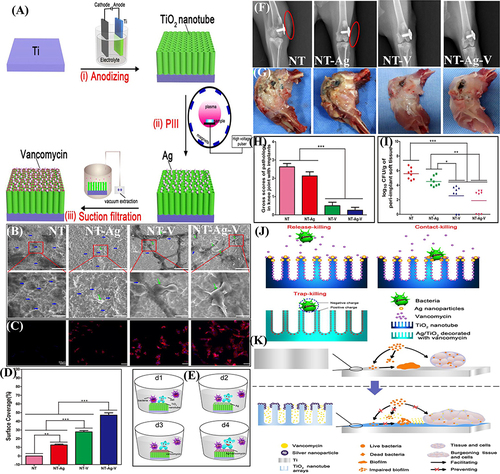 Figure 8 (A) The three-step method of (i) anodic oxidation to produce the TiO2 nanotubes array, (ii) plasma immersion ion implantation to embed Ag nanoparticles into the TiO2 nanotubes, and (iii) vacuum extraction to loading vancomycin into the TiO2 nanotubes is shown schematically; (B) antibacterial activity in the bacteria/cells coculture model: SEM (scanning electron microscope) morphologies of bacteria and fibroblasts linked to the four samples. The photographs below are magnified more than the regions indicated by the red boxes. The bacteria are denoted by the blue arrow, whereas the green arrow marks the fibroblast; (C) fluorescence pictures of fibroblasts stained with DAPI (4′,6-diamidino-2-phenylindole) (blue) and TRITC (Tetramethylrhodamine isothiocyanate)-phalloidin (red) on four samples; (D) surface covers four distinct surfaces following three days of fibroblast cell attachment, spreading, and maturation (**P < 0.01, ***P < 0.001.); (E) schematic representation of the bacteria, fibroblasts, and sample processes. In vivo assessment of peri-implant soft tissues in four groups; (F) X-ray pictures of rabbits 15 days after surgery with different implants. The red oval indicates soft-tissue swelling, and groups NT-V and NT-Ag-V have little or no infectious symptoms; (G) inflammation of the peri-implant soft tissues was seen in all four groups; (H) gross scores of inflammation in the peri-implant soft tissues in four groups (***P < 0.001); (I) bacterial survival in soft tissues around the washer (*P < 0.05, **P < 0.01, ***P < 0.001); (J) a schematic depicting the antibacterial properties of the proposed surface, which has release-killing, contact-killing, and trap-killing capabilities; and (K) illustration depicting potential antibacterial and antibiofilm strategies in a concurrent cell-bacteria system on the titanium surface.