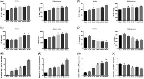 Figure 6. The expression of inflammation cytokines in IR model. (A–D) Quantitative analysis of ICAM-1, MCP-1, TNF-α, and IL-10 released in the serum and kidney tissue using ELISA. (E–H) Quantitative analysis of ICAM-1, MCP-1, TNF-α, and IL-10 mRNA expression in the kidneys by RT-PCR. *p < 0.05 versus sham; **p < 0.01 versus sham.