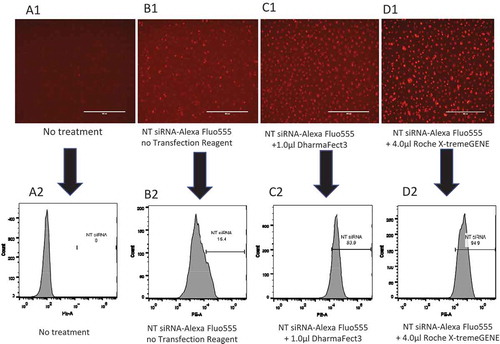 Figure 4. siRNA transfection efficiency in primary MDMs. Primary human MDMs were transfected with 20 nM BLOCK-iT Alexa Fluor Red Fluorescent Control siRNA and various transfection reagents for 16 hr. A1: No siRNA, no transfection reagent; B1: 20 nM BLOCK-iT Alexa Fluor Red Fluorescent Control without transfection reagent; C1: 20 nM BLOCK-iT Alexa Fluor Red Fluorescent Control with 1.0 µl DharmaFECT 3; D1: 20 nM BLOCK-iT Alexa Fluor Red Fluorescent Control with 4.0 µl Roche X-tremeGENE. A2: Percentage of control siRNA+ at A1; B2: Percentage of control siRNA+ at B1; C2: Percentage of control siRNA+ at C1; D2: Percentage of control siRNA+ at D1.