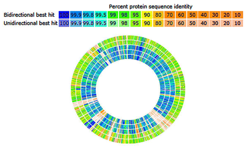 Figure 1. Genomic sequence comparison using the RAST Server (http://rast.nmpdr.org/). HMW 615 is compared with HMW 610, HMW 616, BF 9343, BF638R, and BF YCH46, respectively from perimeter of circle inward; HMW 615 sequence is inferred (not shown). The sequence of HMW 615 has been taken from the published supercontigs and rearranged according to the Mauve prediction. Hits on the comparison organisms are displayed graphically. Percent protein sequence identity is indicated (legend).