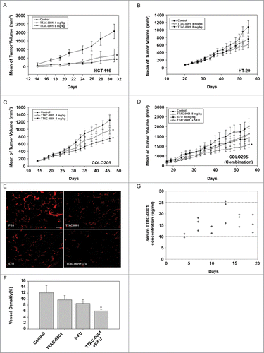 Figure 3. TTAC-0001 inhibits tumor growth of transplantable human colon cancer cells in BALB/c-nu mice. Tumor growth curves of transplantable human colon carcinomas in female BALB/c-nu mice. (A−C) Mice were inoculated subcutaneously in the right flank with human colon cancer cells HCT-116, COLO205, or HT-29. Phosphate-buffered saline (PBS) or 4 or 8 mg/kg TTAC-0001 were injected intravenously once per week. Tumor sizes were measured 3 times per week using a caliper (mean ± SE, n = 8). (D) Combination treatment of TTAC-0001 and 5-fluorouracil (5-FU) leads to greater tumor volume reduction. Mice were given injections of PBS, TTAC-0001, 5-FU, or 5-FU + TTAC-0001 (Mean ± SE, n = 8). * p< 0.05 vs. control. (E) Immunohistofluorescence analysis of CD31-positive blood vessels (red) in the xenograft tumor. Scale bars = 200 µm. (F) Densities of CD31-positive blood vessels in the xenograft tumor (VD = vessel density; n = 8; * p < 0.05 vs. control). (G) Relationship between serum TTAC-0001 concentration and efficacy in COLO205 tumors. TTAC-0001 concentrations were measured in serum every 3 d. Mice were intravenously administered 8 mg/kg TTAC-0001, once per week.