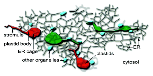 Figure 4. The new findings using stroma targeted photoconvertible EosFP change our idea of stromules as being interplastid conduits and instead present them as plastidic extensions for more effective communication and interaction with other cellular components such as the ER, small organelles such as mitochondria and peroxisomes (depicted in blue) and the cytosol in general. Notably, the new insight presents plastids and their stromules as pleomorphic but unique organelles and not subunits of a single homogenous plastid population. The uniqueness of each plastid might eventually be responsible for the tremendously flexible and versatile nature of plant cells.