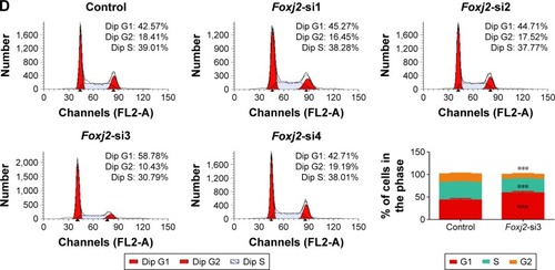 Figure 4 Knockdown of Foxj2 reduces CNE-2 cell proliferation.