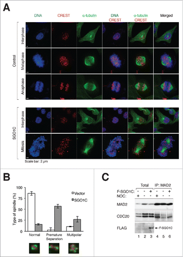 Figure 4. SGO1C induces defective mitotic spindle and activates the spindle-assembly checkpoint. (A) SGO1C disrupts proper spindle formation. HeLa cells were transfected with either vector or FLAG-SGO1C-expressing plasmids. A plasmid expressing histone H2B-mRFP was co-transfected. The cells were fixed at 40 h after transfection and stained with antibodies against CREST (centromere, red), α-tubulin (Alexa Fluor 488-conjugated) (microtubules, green), and Hoechst 33342 (DNA, blue), and examined using confocal microscopy. (B) SGO1C induces defective mitotic spindle. HeLa cells were transfected with either vector or FLAG-SGO1C-expressing plasmids. A plasmid expressing histone H2B-mRFP was co-transfected. The cells were fixed at 40 h after transfection and stained with antibodies against α-tubulin (Alexa Fluor 488-conjugated). The spindle and chromosomes were examined with fluorescence microscopy: α-tubulin (green), histone H2B-mRFP (red). The type of mitotic spindle was quantified (mean±SD of 3 independent experiments; n>50 mitotic cells each). Examples of cells undergoing normal bipolar mitosis, premature chromosome separation, and multipolar mitosis are shown at the bottom (red: DNA; green: α-tubulin). (C) The spindle-assembly checkpoint is active in the presence of SGO1C. HeLa cells were transfected with control vector or a plasmid expressing FLAG-SGO1C. At 24 h after transfection, lysates were prepared and subjected to immunoprecipitation using an antiserum against MAD2. Both the total lysates and the immunoprecipitates were then analyzed with immunoblotting. As a positive control, CDC20 was present in MAD2-immunoprecipitates from nocodazole-blocked prometaphase lysates (lane 4).