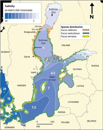 Fig. 1. Map of the Baltic Sea showing the approximate distribution of Fucus radicans (orange), Fucus vesiculosus (green) and Fucus serratus (yellow), sampling locations (Järnäs, Drivan, Skagsudde and Gävle) and Askö Laboratory location. Numbers on map refer to surface water salinity in psu. Note that this is not an exact distribution as substrate availability has not been taken into account. Black dotted line marks northern distribution limit of I. balthica.