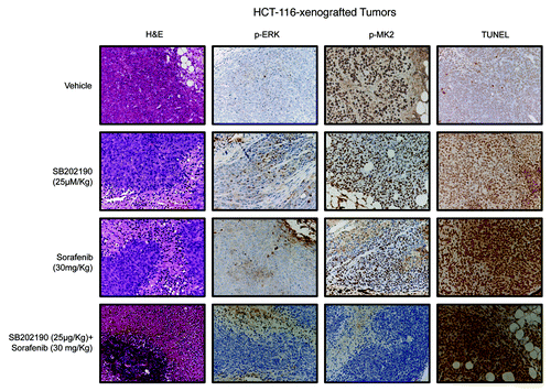 Figure 7. Hematoxylin and eosin (H&E) staining and immunohistochemical analysis of HCT-116-xenografted tumors with antibodies recognizing phosphorylated ERK (p-ERK) and MK2 (p-MK2). Apoptosis was scored by TUNEL assay.