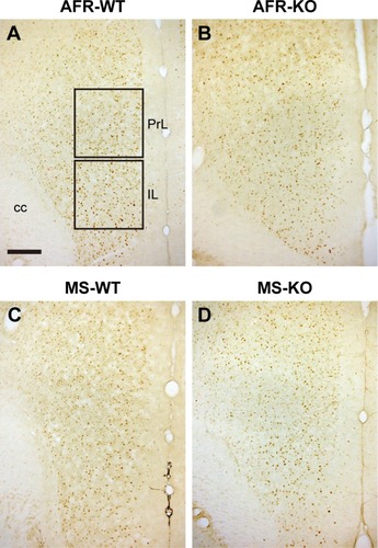 Figure 8 The immunoreactivity of cFos in the mPFC.