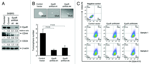 Figure 6. Knockdown of EpoR expression inhibits stemness of SKBR3 breast cancer cells. (A) Parental SKBR3 cells and the SKBR3 cells transduced with the lentivirus containing control vector, EpoR shRNA construct #1 or #4 were harvested for western blotting analysis with the antibodies shown. (B) The indicated sublines of SKBR3 cells were cultured with MammoCult medium for 12 d. Cells grown into spheres were counted under a microscope and the number of tumorsphere formed was determined as described in Materials and Methods. Representative areas of tumorspheres were photographed. (C) The indicated sublines of SKBR3 cells were subjected to flow cytometry analysis after double staining of the cells with CD44-PE and CD24-FITC antibodies.