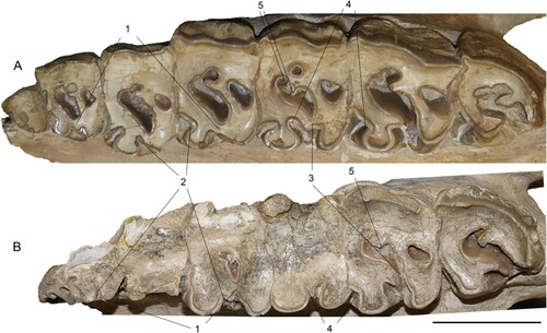 FIGURE 13. Comparison of the left upper tooth row of the neotypes of Chilotherium schlosseri (Weber, Citation1905) (GPIH 3015) (A) and Eochilotherium samium (Weber, Citation1905) (SMF M 3601) (B) from the Upper Miocene of Samos Island (Greece) in occlusal view. Abbreviations—1, closure of the median valley in the premolars: at an early wear stage in C. schlosseri (A) and at a late wear stage or not at all in E. samium (B); 2, protocone constriction in the premolars: very strong in C. schlosseri (A) and weak or absent in E. samium (B); 3, closure of the median valley in the molars: at a moderate wear stage in C. schlosseri (A) and at a late wear stage in E. samium (B); 4, proto- and hypocone constriction in molars: very strong in C. schlosseri (A) and moderate in E. samium (B); and 5, enamel plications: present C. schlosseri (A) and absent in E. samium (B). Scale bar equals 5 cm.