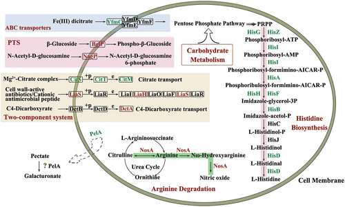 Figure 4. Metabolic pathways which were participated by DEPs. Names in red or green indicated proteins were up-regulated or down-regulated in mutant strain, respectively. Names in black represented these proteins almost had no significant difference in expression abundant between original strain and mutant strain.