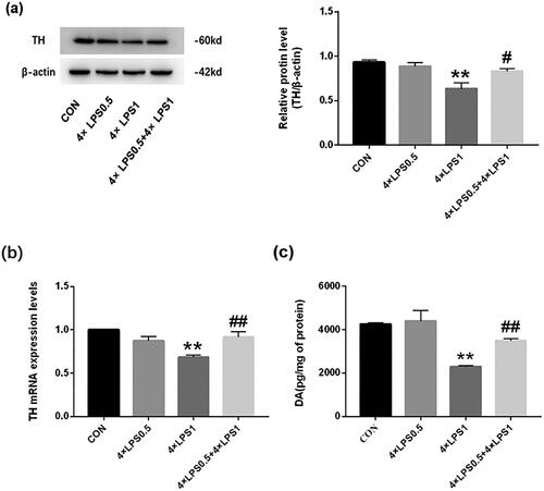 Figure 6. Determination of TH and DA in the SN. Data are presented as the mean ± SEM (n = 3 mice per group). (a) TH protein expression was examined by western blotting. (b) TH gene expression was examined by qRT-PCR. (c) DA protein expression was examined by ELISA; Statistical significance was determined by ANOVA with post hoc LSD tests; **p < .01, versus control group, #p < .05, ##p < .01, versus 4 × LPS1 group.