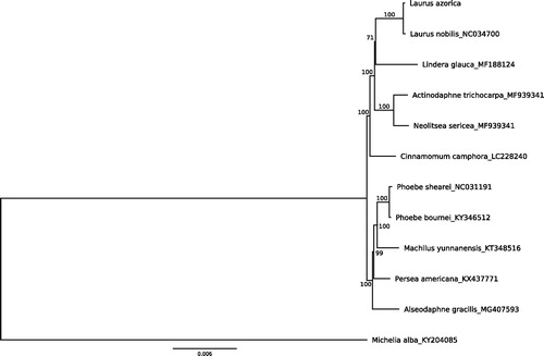 Figure 1. ML phylogenetic tree of ten selected Lauraceae plastomes sequences, plus the chloroplast sequence of L. azorica. The tree is rooted with Michelia alba. Bootstraps percentages (1000 replicates) are shown at the nodes. Scale in substitution per site.