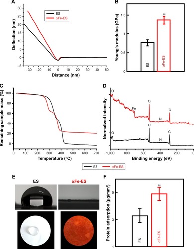 Figure 4 Physical and surface properties of the scaffolds (ES control and αFe-ES). (A) Representative deflection-distance curves of the electrospun scaffolds. (B) Young’s modulus of ES and αFe-ES by nano indentation (n=4). (C) TGA results of the samples’ weight loss during thermal treatment. (D) XPS spectra of the two groups. (E) Water contact angles of the two groups. (F) Measurements of protein adsorption (n=9).Note: **P<0.01.Abbreviations: αFeNP, hydrophilic hematite nanoparticle; αFe-ES, αFeNPs-assembled electrospun scaffold; ES, untreated electrospun scaffold; TGA, thermogravimetric analysis; XPS, X-ray photoelectron spectroscopy.