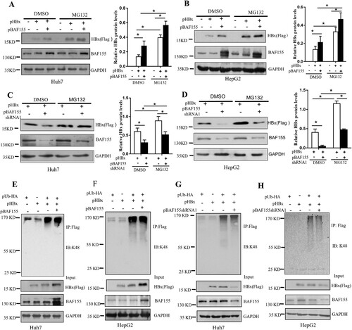 Figure 4. BAF155 attenuates HBx degradation in ubiquitination-independent pathway. (A-D) Stabilization of HBx by BAF155 through proteasomal pathway. Huh7 and HepG2 cells were co-transfected with pHBx and pBAF155 (A, B) or pBAF155-shRNA1 (C, D). 24 h after transfection, cells were treated with 20 μM MG132 for 6 h and harvested for western blot analysis. (E-H) BAF155 did not affect ubiquitination of HBx. Huh7 and HepG2 cells were co-transfected with pHBx and pUb-HA in combination with pBAF155 (E, F) or pBAF155-shRNA1. 24 h after transfection, cells were treated with 20 μM MG132 for 6 h. Total cell extracts were first precipitated by anti-Flag antibody and then the immunocomplex was analyzed by western blotting. Anti-K48 ubiquitin antibody was used to detect the ubiquitination level of HBx. Values are mean ± SD, n = 3. *p < 0.05.