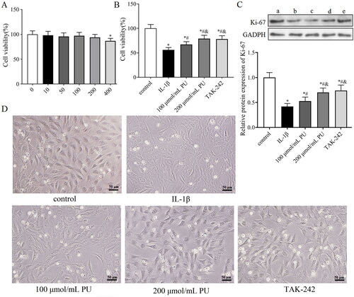 Figure 4. Effects of PU on the cell viability of NPCs. (A) The cytotoxic effect of PU on NPCs was determined at various concentrations for 24 h using a CCK8 assay; (B) effects of PU on cell viability of NPCs by CCK-8 assay; (C) The protein expression levels of Ki-67 were analysed by western blot (a: control group, b: IL-1β group, c: 100 μmol/mL PU group, d: 200 μmol/mL PU group, e: TAK-242 group); (D) The morphology of NPCs under optical microscope. Data are represented by mean ± SD, n = 3. *p<.05, vs. control group, #p < 0.05, vs. IL-1β group, &p < 0.05, vs. 100 μmol/mL PU group.