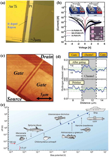 Figure 12. (a) Optical microscope image of SmNiO3 with asymmetric electrodes (Pt and Au). (b) Two-terminal current-voltage characteristics of ‘asymmetrical’ H-Pt/NNO/NH-Pt (black line), ‘symmetrical’ NH-Pt/NNO/NH-Pt (red line) and H-Pt/NNO/H-Pt (blue line). The inset shows schematic illustration of NdNiO3 with asymmetric electrodes [Citation31]. (c) An atomic force microscopic (AFM) image of VO2 nanowire device with air gap planar-type gates [Citation47]. (d) The relative elemental ratios of hydrogen normalized by oxygen in a device after applying VG = 100 V and in a pristine device. The solid and dashed green lines represent the averages of the hydrogen atom profiles and the standard deviations [Citation47]. (e) The resistance change of SmNiO3 due to the water-mediated hydrogenation as a function of applied bias [Citation4]. The nickelate sensor may detect the electric signal spanning from small marine animals to naval vessels, the magnitude of electric signals of which are indicated by black arrows respectively. Reproduced with permissions from Ref. [31] © AIP Publishing 2016, Ref. [47] © Springer Nature 2015, Ref. [4] © Springer Nature 2017.