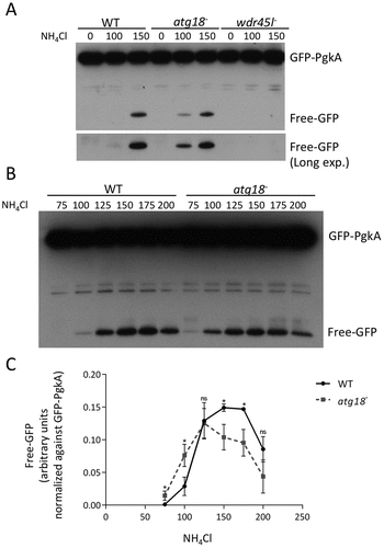 Figure 4. Quantitative analysis of autophagy using a proteolytic cleavage assay.