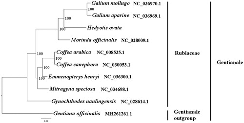 Figure 1. The best ML phylogeny recovered from 10 complete plastome sequences by RAxML. Accession numbers: Hedyotis ovata (GenBank accession number, MK203877, this study), Emmenopterys henryi NC_036300.1, Galium mollugo NC_036970.1, Mitragyna speciosa NC_034698.1, Gynochthodes nanlingensis NC_028614.1, Morinda officinalis NC_028009.1, Coffea arabica NC_008535.1, Galium aparine NC_036969.1, Coffea canephora NC_030053.1, outgroup: Gentiana officinalis MH261261.1.