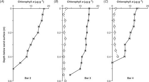 Fig 7. Depth distribution below the sand surface of mean chlorophyll a concentration (µg g−1 dry sand) during 1987 and 1988 on (A) Bar 2, (B) Bar 3 and (C) Bar 4. Phaeopigment values (open circles) are included for Bars 3 and 4. The error bars are standard errors of the mean (n = 20, 34 & 40 for Bars 2, 3 & 4, respectively).