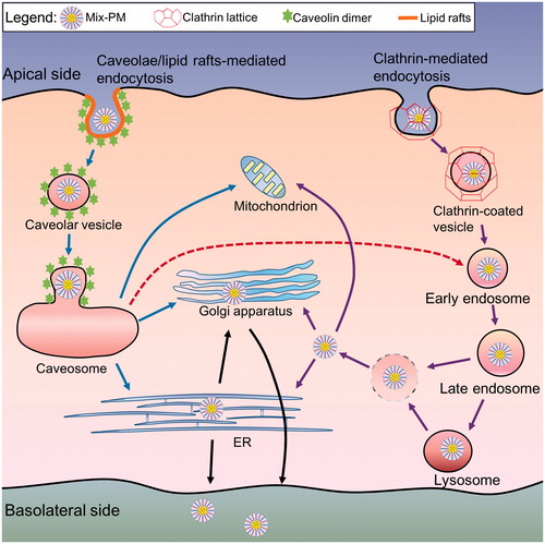 Scheme 1. Schematic diagrams depicting predicted transcellular transport pathways and intracellular trafficking routes of Mix-PMs through Caco-2 cell monolayers.