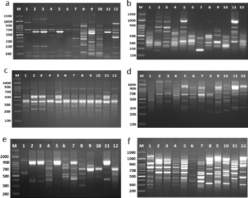 Figure 3. Rep-PCR profile of 12 Enterococcus isolates generated with 6 repetitive sequence primers, a, b, c, e, d and f = REP1R-I, REP2-II, REP12-II, REP18-II, REP19-II and (GTG)5, respectively. First lane on each panel is 100 bp molecular weight markers.