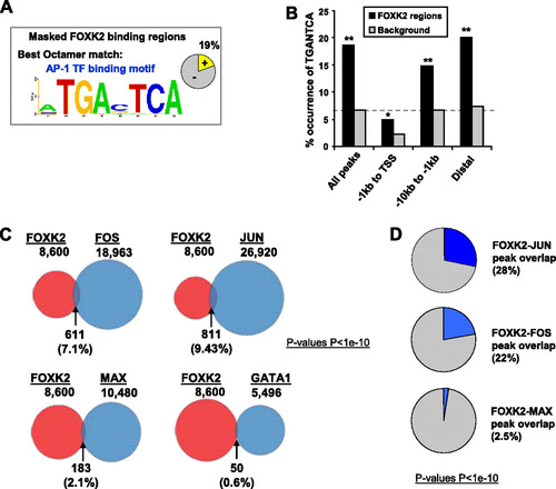 Fig 3 Coassociation of AP-1 binding events with FOXK2 binding regions. (A) Best octamer motif identified by Weeder analysis following masking out the GTAAACA motif. The pie chart indicates the percentage of binding regions that contain matches to this motif. (B) Occurrence of TGANTCA motifs depending on the location of FOXK2 binding regions or an equivalently sized set of random background regions. Significant differences in the distribution of the motifs between the indicated genomic locations and a background data set are indicated by asterisks as follows: ∗, P < 0.05; ∗∗, P < 0.0001. (C) Comparison of the genomic regions bound by FOXK2 in U2OS cells (red circles) and those bound by the indicated transcription factors in K562 cells (blue circles). Percent overlap values are relative to FOXK2. All 8,600 FOXK2 binding sites are used. (D) Overlap of ChIP-seq-derived binding regions for the indicated transcription factors and the 1,600 FOXK2 binding regions that contain TGANTCA motifs. Percent overlap is given relative to the FOXK2 data set.