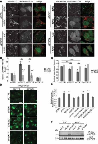 Figure 6. N-acetyl cysteine treatment to PEX1 and PEX13 depleted cells decreases GFP-MAP1LC3B puncta and increases peroxisome abundance but does not change ubiquitination of PEX5. (A) Immunofluorescent images of HenLe cells stably expressing GFP-MAP1LC3B treated with the indicated siRNA and NAC (10 μM) where indicated. Cells were fixed and immunostained for ABCD3 (red). (B) Quantification of GFP-MAP1LC3B density of (A). (n = 3; 30 cells/trial). Error bars represent standard deviation. (C) Quantification of ABCD3 density of (A). (n = 3; 30 cells/trial). Error bars represent standard deviation. (D) Live cell images of HeLa cells treated with the indicated siRNA and ROS probe OxyBURST. (E) Quantification of mean fluorescent intensity of images in (D) (n = 3; 30 cells/trial). Error bars represent standard deviation. (F) IP analysis of HEK293 cells stably expressing HA-ubiquitin. Cells were treated with the indicated siRNA and NAC where indicated. Asterisks denote p-values; *p < 0.05, **p < 0.01. Scale bars: 25 μm (A), 50 μm (D).