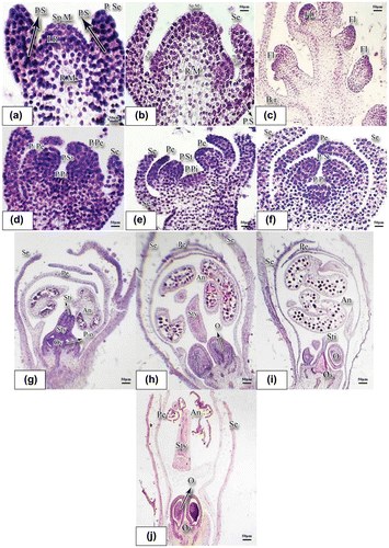 Figure 1. Developmental stages of reproductive meristem in basil stained with hematoxylin-eosin (×10). (a) Reproductive meristem at initial formation stage: the lump of sporogenous meristem is noticeable and receptacle meristem is active at the bottom. Procambial strands were also seen. (b) This is a more developed stage of reproductive meristem. Two lumps emerge on sporogenous meristem forming petals primordia at the edges while turning into ovary primordium in the middle. (c) Verticillaster inflorescence. (d) Stamens, sepals, and petals primordia are clearly observed; however, ovary primordium is still flat. (e) Components of the flower are gradually emerging as cell division continues. (f) Pistil primordium is seen at the center. (g, h) A very young bud. (i, j) A bud with large mature anther and the ovary containing ovule. (j) Fully grown flower and wide open anther. Abbreviations: An: anther; Br: bract; Fl.: floret; IR: initial ring; O: ovule; Ov: ovary; P.o: primordium ovule; P.Pe: primordium petal; P.Pi: primordium pistil; P.S.: procambium strand; P.Se: primordium sepal; P.St: primordium stamen; Pe: petal; R.M.: receptacle meristem; Se.: sepal; Sp.M.: sporogenous meristem; Sti: stigma; Sty: style.