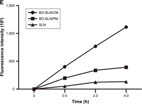 Figure 7 In vivo images of the (A) control group, (B) BO-SLN/CM group, (C) BO-SLN/PM group, and (D) SLN group, and (E) the fluorescence intensity curve of the in vivo imaging system.Abbreviations: BO-SLN/CM, borneol-modified chemically solid lipid nanoparticle; BO-SLN/PM, borneol-modified physically solid lipid nanoparticle; SLN, solid lipid nanoparticle.