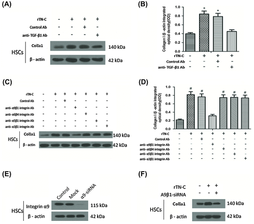 Fig. 4. TGF-β1 and α9β1 were essential in the induction of collagen I by TN-C.