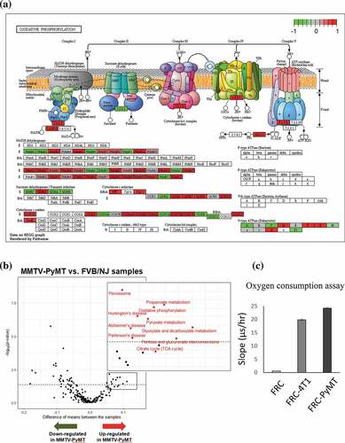 Figure 6. Metabolic switch and upregulation of oxidative phosphorylation pathway in the FRCs in TDLNs