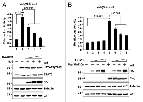 Figure 2. HIC1 suppresses IL-6/STAT3-activated reporter activity. (A and B) Reporter gene activity of 293T cells transfected with 3xLy6E-Luc reporter and increasing amounts of HA-tagged HIC1 expression construct and then treated with IL-6 (20 ng/ml) for 16 h (A) or along with Flag-tagged STAT3-CA, a constitutively active form of STAT3, transfection for 36 h (B). Error bars represent the mean ± SD (n = 3)