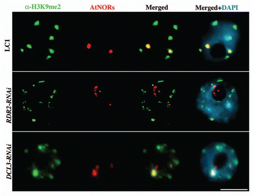 Figure 3 Derepression of A. thaliana 45S rRNA genes in A. suecica DCL3- and RDR2-RNAi lines results in chromatin decondensation (red) and partial loss of its association to H3dimethylK9 (green). DNA was counterstained with DAPI (blue). Representative interphase nuclei are shown (size bar = 10 µm).