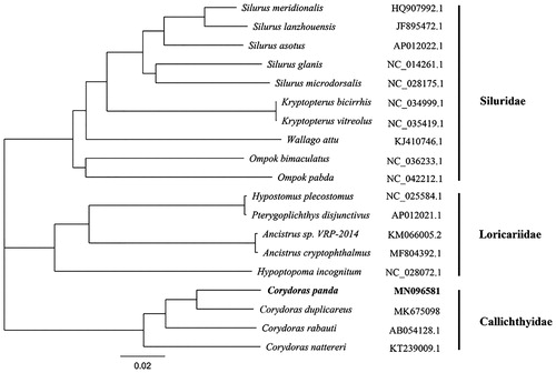 Figure 1. Neighbor-Joining phylogenetic tree based on the complete mitochondrial genome sequence. Note: the bold Latin name represents the species in this study. The codes followed the Latin names were GenBank accession numbers for each mitogenomes.