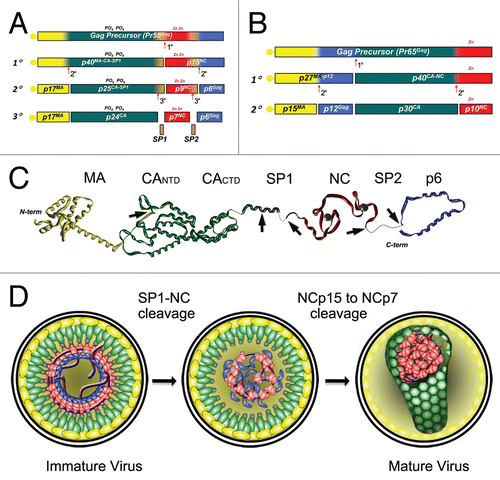 Figure 3 Proteolytic processing of HIV-1 and MuLV Gag by PR. The different protein species that exist during the steps of processing are indicated. (A) In HIV-1 Gag the initial cleavage occurs between SP1 and the NC domain, secondary cleavages occur at approximately 10-fold lower rates than the initial cut. The tertiary cleavages occur approximately 400-fold slower than the primary cleavage.Citation72 During proteolysis, HIV-1 NC exists in two intermediate forms, NCp15 (partial cleavage product containing NC/SP2/p6) and NCp9 (partial cleavage product containing NC/SP2) and the fully processed form, NCp7. All three of these proteins exhibit nucleic acid chaperone activities.Citation17 (B) Primary cleavage of MuLV Gag occurs between p12 and CA with slower secondary cleavages that yield the mature proteins MAp15, p12, CAp30 and NCp10.Citation124 (C) Extended structural model of an HIV-1 Gag polypeptide assembled from high resolution structures of isolated domains (PDB IDs:1UPH, 3GV2, 1A1T, 2C55 respectively for MA, CA, NCp7 and p6). Unavailable and/or unstructured domains are represented by dashed lines. PR cleavage site are indicated by the arrowheads. (D) Schematic models of viral core maturation. SP1-NC cleavage by PR rapidly separates the MA-CA shell and the nucleocapsid complex formed between RNA, NCp15, RT and IN. NCp15 processing by PR into NCp9 and finally NCp7 leads to NC/RNA coaggregation/condensation within the confines of the capsid cone.