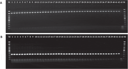 Fig. 5 Agarose gel (1.5%) of the PCR products of Pcc strains on banana with primer pairs (a) fD1/rP2 based on 16S rDNA, (b) INPCCF/INPCCR based on pel gene. M – 100 bp DNA ladder; Lanes: 1–41; Pcc 1 – Pcc 41, Lane: 42; Positive control (DSM-30 168), Lane: 43; Negative control, respectively.