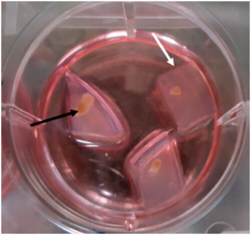 Figure 3. Preparation of agarose gel stand and 3D organ culture. The prepared gel agarose was cut into pieces of 10 mm × 10 mm × 5 mm in size. Three or four pieces of agarose gel were placed in each well of 6 wells plate and were soaked with the medium. The testis was fragmented into ∼1 cm × 1 cm × 1 cm pieces to be appropriate for organ culture. Testes fragments were put on the agarose gel in the three-dimensional organ culture method. Agarose gel is shown by the white arrow, and fragmented testis is pointed by the black arrow.