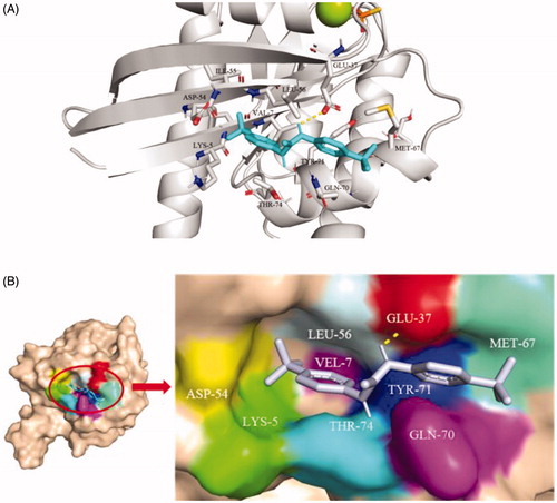 Figure 2. (A) Cartoon structure and (B) Surface structure of molecular docking analysis of small molecule TKR15 and K-RasG12V protein.