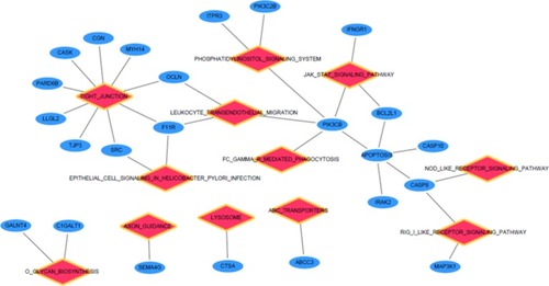 Figure 2 Relationship between KEGG pathway and enrichment genes from GSEA. Red diamond represents enriched KEGG pathway, while the blue circular node represents the enriched gene of the related pathway.