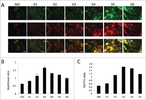 Figure 8. Assessment of mitochondrial turnover via MitoTimer. Mitochondrial turnover was examined in differentiating C2C12s expressing MitoTimer. (A) Fluorescent images of MitoTimer-expressing C2C12s throughout differentiation. All images were collected under identical illumination and exposure parameters. Scale bars: 20 µm. (B) Red/green ratios based on images from A. Three fields were analyzed per time point. (C) PE/FITC ratios of differentiating MitoTimer-expressing C2C12s as measured by fluorescence-activated cell sorting. 50,000 events were analyzed per time point. GM, growth medium.