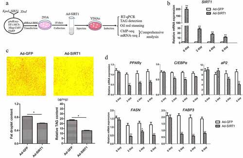 Figure 2. Overexpression of SIRT1 decreased yak intramuscular preadipocyte differentiation. (a) Outline of the experimental protocol. (b) SIRT1 expression level during differentiation after infection with Ad-GFP or Ad-SIRT1. (c) Oil Red O staining (magnification: 100×, upper panel) and quantitative assay (left lower panel), and TAG content determination (right lower panel) at day 4 after adipogenic induction. (d) PPARγ, C/EBPα, aP2, FASN and FABP3 expression profile during intramuscular adipogenesis after infection with Ad-GFP or Ad-SIRT1. Values are shown as mean ±SEM for at least three biological replicates and repeated three times (n = 9). * P < 0.05, ** P < 0.01.Figure 2. Expression analysis of SIRT1 in yak. (a) Cloning of the cDNA sequence of yak SIRT1. M: DNA Marker 3. (b) The mRNA expression level of SIRT1 in different tissues. (c-g)The correlation of SIRT1 expression and IMF content (c), PPARγ(d), FASN(e), CPT1A(f) and PGC-1α(g) expression in longissimus dorsi of yak. (h) SIRT1 expression during intramuscular adipogenesis. Values are presented as mean ± SEM. Different lowercase letters in figures indicate significant differences among different tissues or groups during intramuscular adipogenesis.
