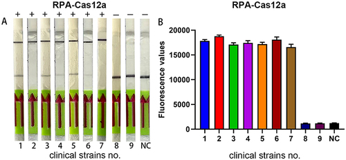 Figure 8 Application of the lateral flow strip visualization system. (A) Lateral flow strip results of clinical specimens. (B) endpoint fluorescence signal of clinical specimens. Clinical strains No. 1–7 are KPC-positive clinical isolates, and Clinical strains No. 8–9 are KPC-negative clinical isolates. Negative control (NC) utilized RNase-free water as input instead of target plasmid.