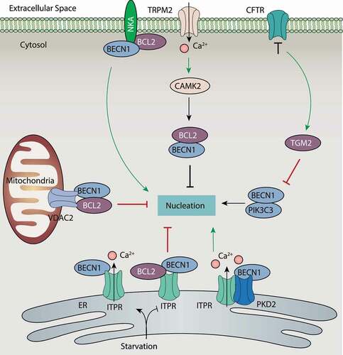 Figure 6. Regulation of BECN1 activity by ion channels and ion transporters. The phosphorylation of BECN1 is crucial for activating the class III PtdIns3K complex, leading it to produce PtdIns3P for phagophore nucleation. The activation of BECN1 is negatively regulated by BCL2 through protein-protein interaction. Ion channels and ion transporters play a dual role in the regulation of BECN1 in three ways: A) inhibition of BECN1 activity through enhancing the interplay between BECN1 and BCL2; B) inhibition of BECN1 activity through the CAMK2 pathway; and C) direct or indirect promotion of BECN1 activity. Abbreviations: BCL2, BCL2 apoptosis regulator; BECN1, beclin 1; CAMK2, calcium/calmodulin-dependent protein kinase II; CFTR, CF transmembrane conductance regulator; ITPR, inositol 1,4,5-trisphosphate receptor; NKA, sodium/potassium transporting ATPase; PIK3C3, phosphatidylinositol 3-kinase catalytic subunit type 3; PKD2, polycystin 2, transient receptor potential cation channel; TGM2, transglutaminase 2; TRPM, transient receptor potential cation channel subfamily M; VDAC2, voltage dependent anion channel 2.